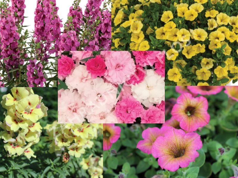 Sestava žlutých a růžových vysokých letniček na slunce - Žlutě růžová vysoká na slunce