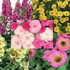 Sestava žlutých a růžových vysokých letniček na slunce - Žlutě růžová vysoká na slunce