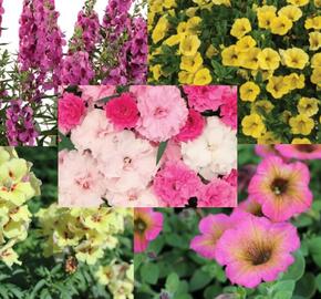 Sestava žlutých a růžových vysokých letniček na slunce