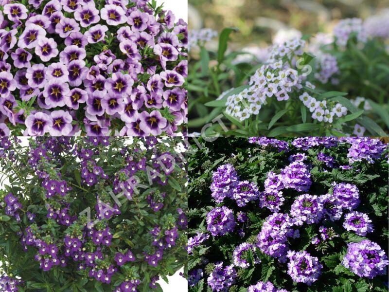 Sestava lavendulových letniček na slunce - Levandulová na slunce