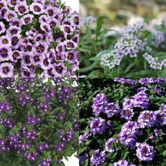 Sestava lavendulových letniček na slunce - Levandulová na slunce