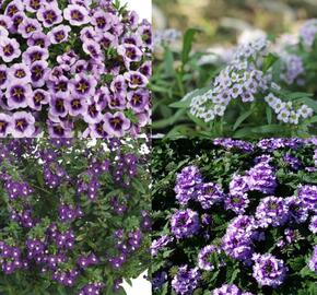 Sestava lavendulových letniček na slunce