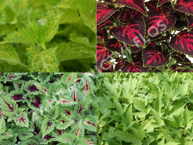 Sestava okrasných kopřiv do stínu - Kopřivy do stínu