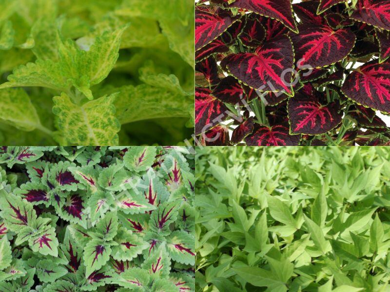 Sestava okrasných kopřiv do stínu - Kopřivy do stínu