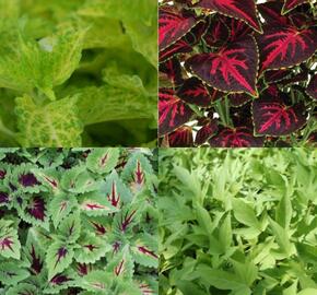 Sestava okrasných kopřiv do stínu