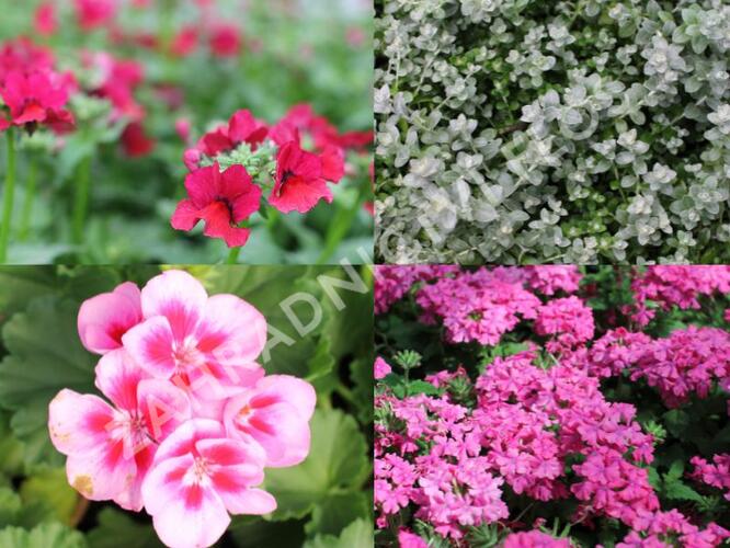 Sestava růžových a stříbrnývh letniček na na slunce - Růžovo stříbrná na slunce