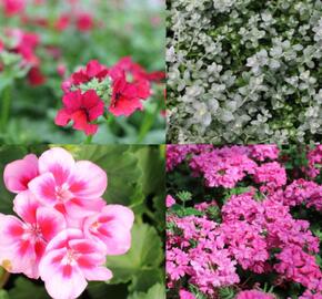 Sestava růžových a stříbrnývh letniček na na slunce