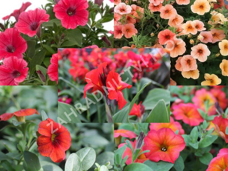 Sestava vysokých letniček na slunce - Vysoké na slunce