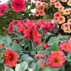 Sestava vysokých letniček na slunce - Vysoké na slunce