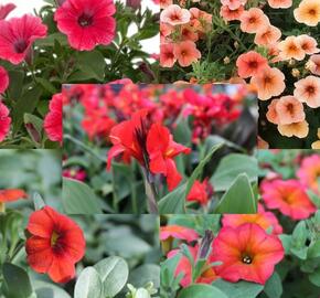 Sestava vysokých letniček na slunce