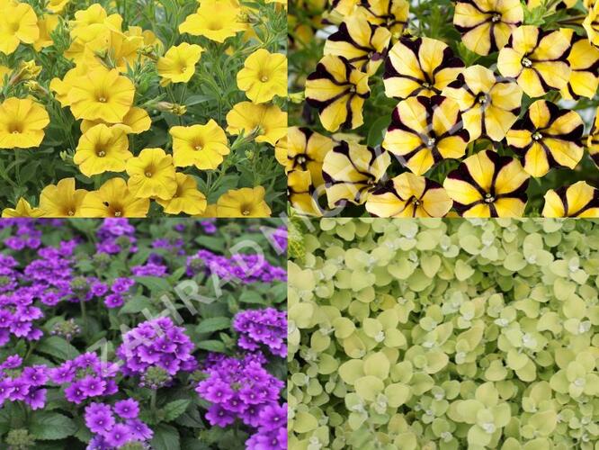 Sestava žlutých a fiualových letniček na slunce - Žluto fialová na slunce