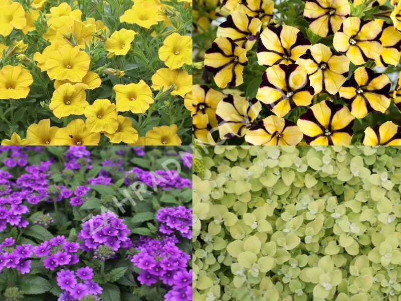 Sestava žlutých a fiualových letniček na slunce - Žluto fialová na slunce