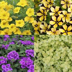 Sestava žlutých a fiualových letniček na slunce - Žluto fialová na slunce