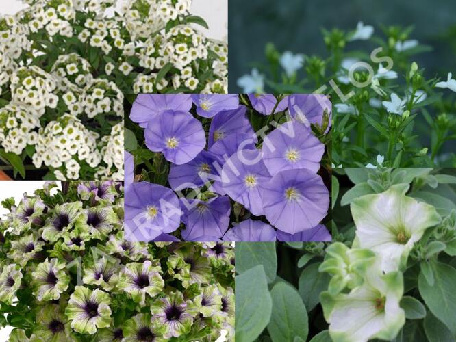 Sestava zelených, modrých a bílých letniček na slunce - Zeleno modro bílá na slunce