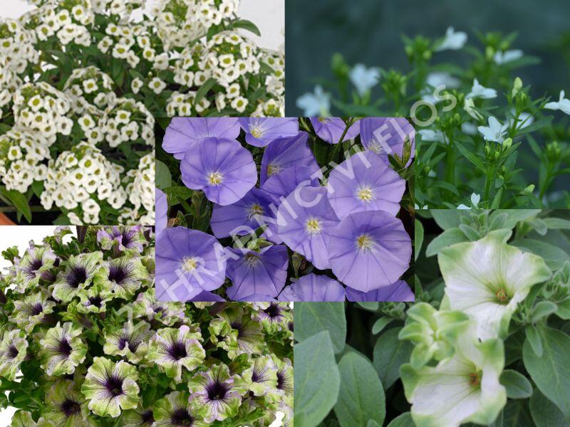 Sestava zelených, modrých a bílých letniček na slunce - Zeleno modro bílá na slunce