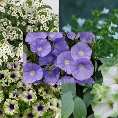 Sestava zelených, modrých a bílých letniček na slunce - Zeleno modro bílá na slunce