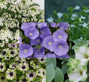 Sestava zelených, modrých a bílých letniček na slunce