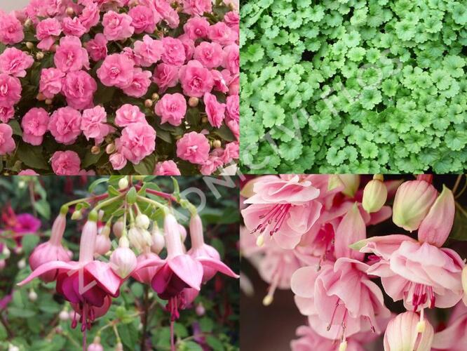 Sestava růžových letniček do stínu - Růžová do stínu