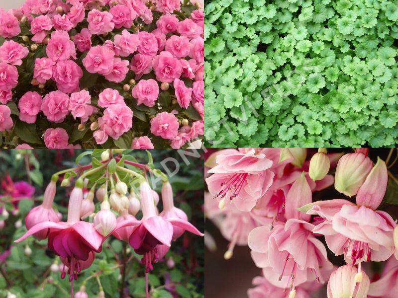 Sestava růžových letniček do stínu - Růžová do stínu