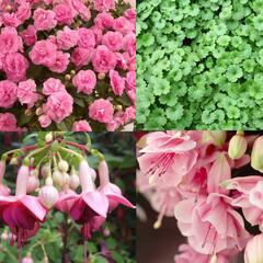 Sestava růžových letniček do stínu - Růžová do stínu