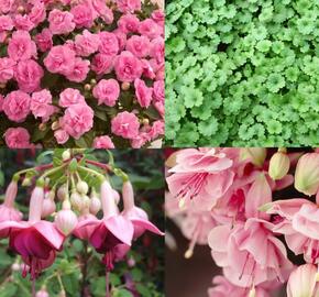 Sestava růžových letniček do stínu