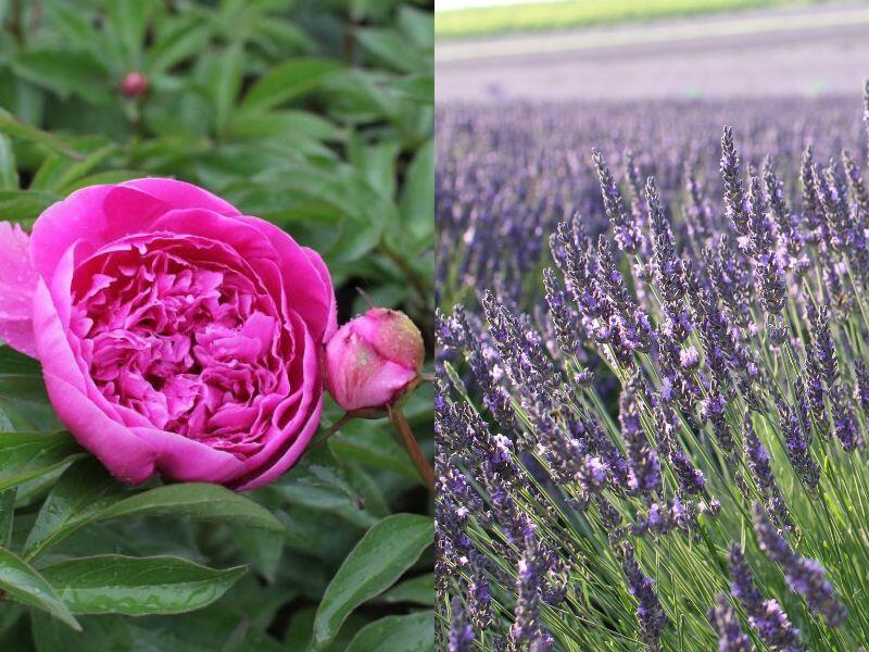 Levandule a pivoňky v akci