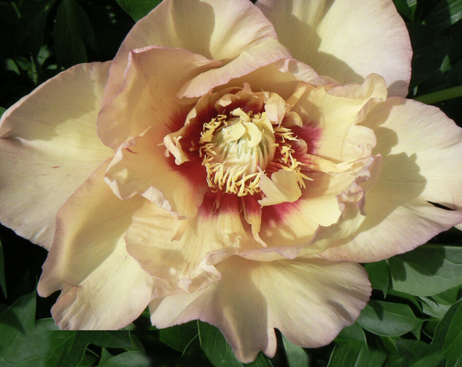 Pivoňka Itoh-hybrid 'Callie's Memory' - Paeonia Itoh-hybrid 'Callie's Memory'