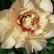 Pivoňka Itoh-hybrid 'Callie's Memory' - Paeonia Itoh-hybrid 'Callie's Memory'