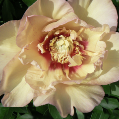 Pivoňka Itoh-hybrid 'Callie's Memory' - Paeonia Itoh-hybrid 'Callie's Memory'