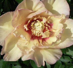 Pivoňka Itoh-hybrid 'Callie's Memory'