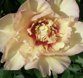 Pivoňka Itoh-hybrid 'Callie's Memory' - Paeonia Itoh-hybrid 'Callie's Memory'