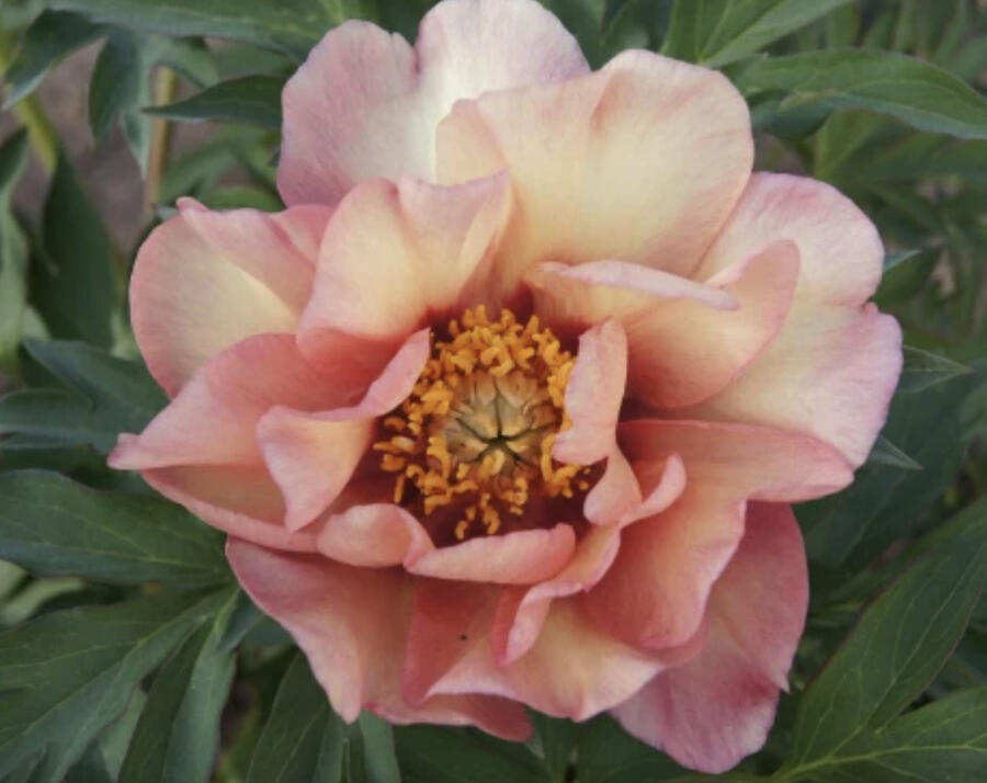 Pivoňka Itoh-hybrid 'Enduring Rainbow' - Paeonia Itoh-hybrid 'Enduring Rainbow'