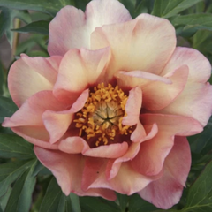Pivoňka Itoh-hybrid 'Enduring Rainbow' - Paeonia Itoh-hybrid 'Enduring Rainbow'