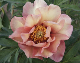 Pivoňka Itoh-hybrid 'Enduring Rainbow'