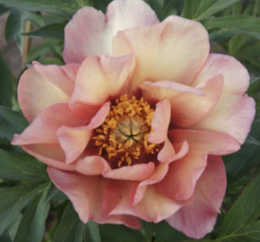 Pivoňka Itoh-hybrid 'Enduring Rainbow' - Paeonia Itoh-hybrid 'Enduring Rainbow'