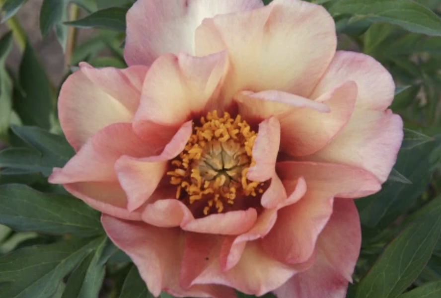 Pivoňka Itoh-hybrid 'Enduring Rainbow' - Paeonia Itoh-hybrid 'Enduring Rainbow'