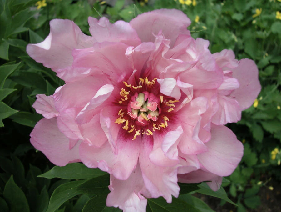 Pivoňka itoh-hybrid 'First Arrival' - Paeonia itoh-hybrid 'First Arrival'