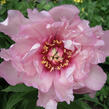 Pivoňka itoh-hybrid 'First Arrival' - Paeonia itoh-hybrid 'First Arrival'