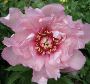 Pivoňka itoh-hybrid 'First Arrival' - Paeonia itoh-hybrid 'First Arrival'