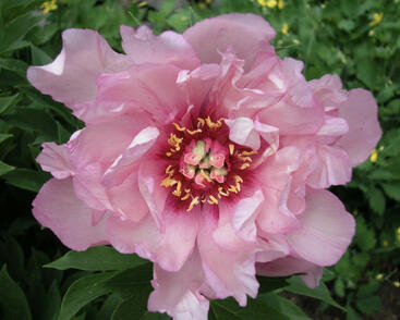 Pivoňka itoh-hybrid 'First Arrival'