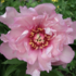 Paeonia itoh-hybrid 'First Arrival'.png