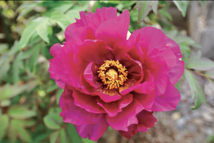 Pivoňka Itoh-hybrid 'Pink Ardour' - Paeonia Itoh-hybrid 'Pink Ardour'
