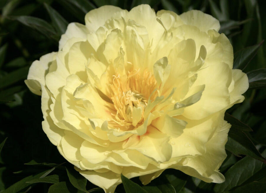 Pivoňka Itoh-hybrid 'Smith Family Yellow' - Paeonia Itoh-hybrid 'Smith Family Yellow'
