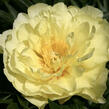 Pivoňka Itoh-hybrid 'Smith Family Yellow' - Paeonia Itoh-hybrid 'Smith Family Yellow'