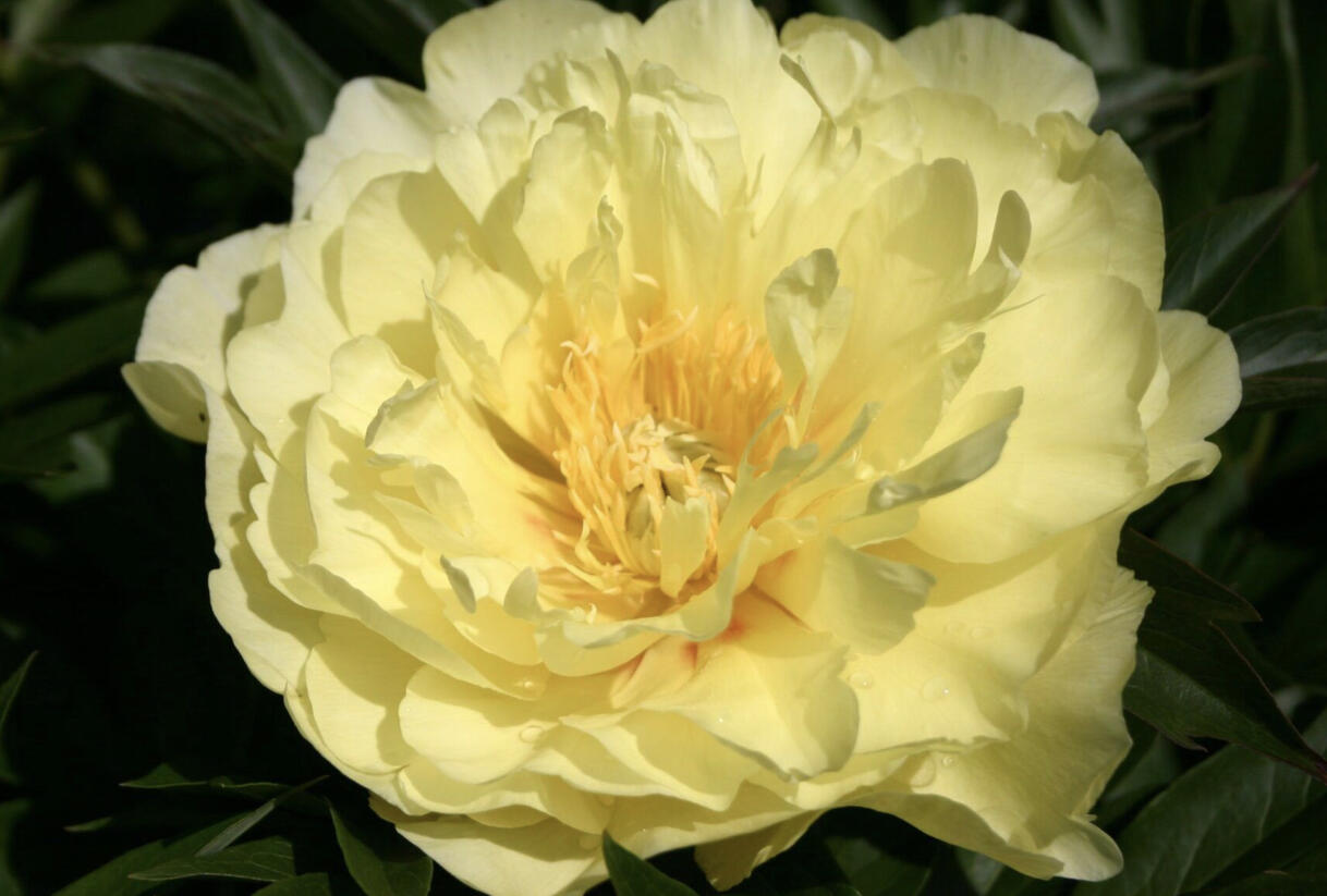 Pivoňka Itoh-hybrid 'Smith Family Yellow' - Paeonia Itoh-hybrid 'Smith Family Yellow'
