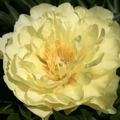 Pivoňka Itoh-hybrid 'Smith Family Yellow' - Paeonia Itoh-hybrid 'Smith Family Yellow'