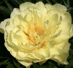 Pivoňka Itoh-hybrid 'Smith Family Yellow' - Paeonia Itoh-hybrid 'Smith Family Yellow'