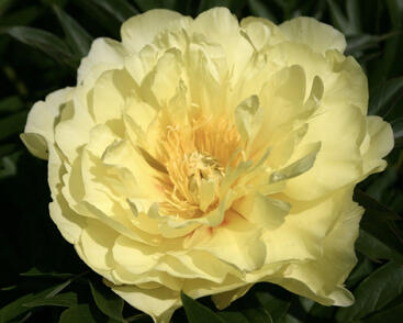 Pivoňka Itoh-hybrid 'Smith Family Yellow'