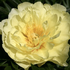 Paeonia Itoh-hybrid 'Smith Family Yellow'.png
