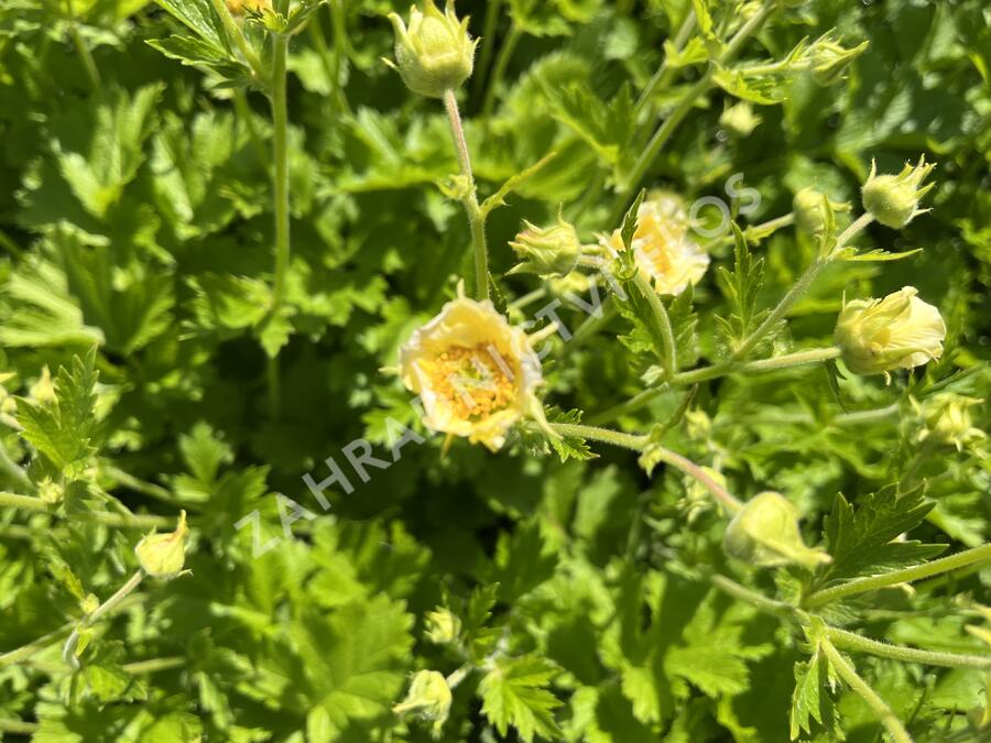 Kuklík 'Gimlet' - Geum 'Gimlet'